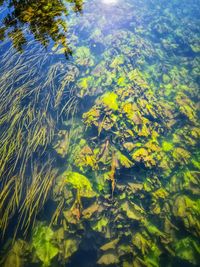 View of trees in water