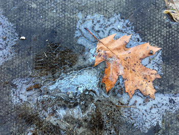 High angle view of autumn leaf on snow