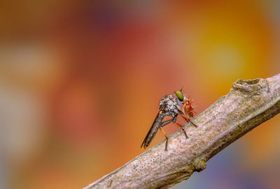 Close-up of insect on flower