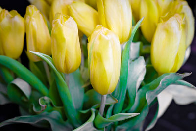 Close-up of yellow flowering plant