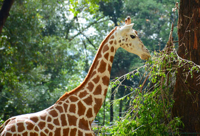 A giraffe eats leafes from the tree at the ragunaan zoo