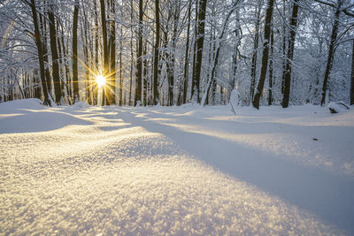 Trees on snow covered field during winter