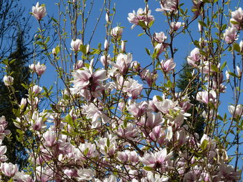 Low angle view of flower tree against sky