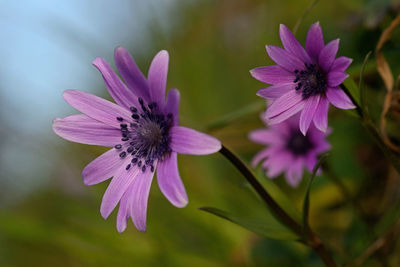 Close-up of purple flowering plant