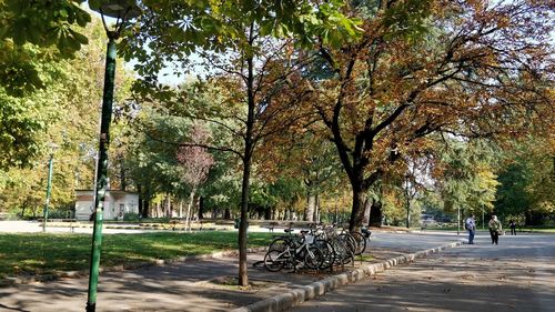 Trees in park