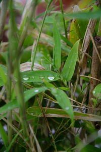 Dew drops on grass