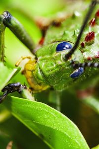 Close-up of insect on plant