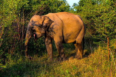 Elephant in a field