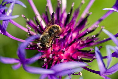 Close-up of bee pollinating on purple flower
