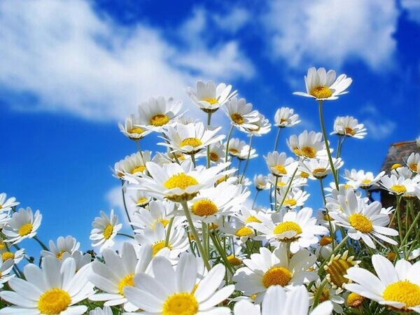 flower, freshness, fragility, petal, beauty in nature, sky, yellow, growth, blue, blooming, nature, cloud - sky, flower head, white color, plant, cloud, day, field, in bloom, outdoors