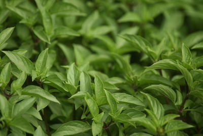Close-up of basil green leaves