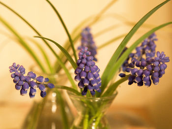 Close-up of fresh purple flowers