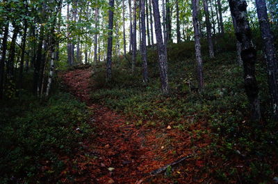 Trees in forest