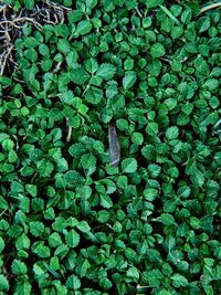 Full frame shot of green plants