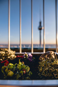 Close-up of potted plants against window