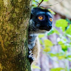 Close-up portrait of a squirrel on tree