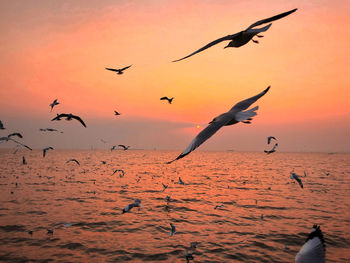 Seagulls flying over sea during sunset