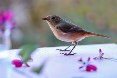 Close-up of bird perching on pink flower