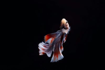 Close-up of fish underwater against black background