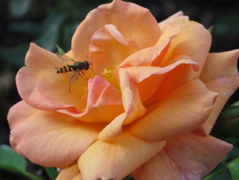 Close-up of insect on flower