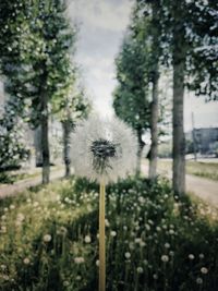 Close-up of dandelion on field