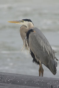 Close-up of gray heron against sea