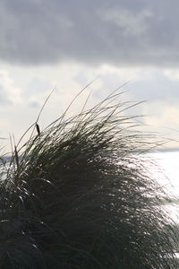 Close-up of sea against sky