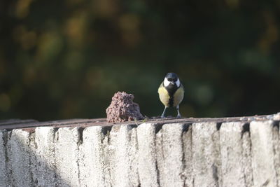 Bird perching on a fence