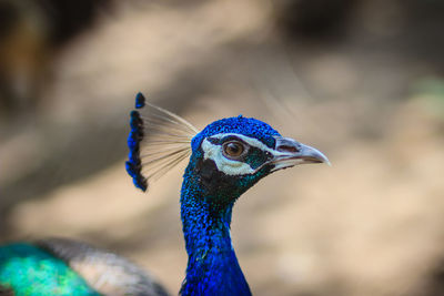 Close-up of a peacock