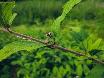 Close-up of insect on leaf