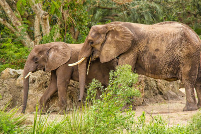 Side view of elephant