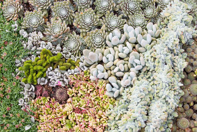 Full frame shot of plants