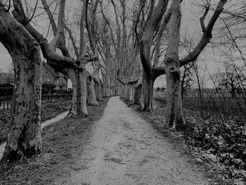 Footpath amidst bare trees in forest