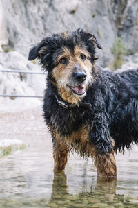 Portrait of dog standing in water