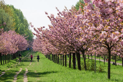 View of cherry blossom trees in park