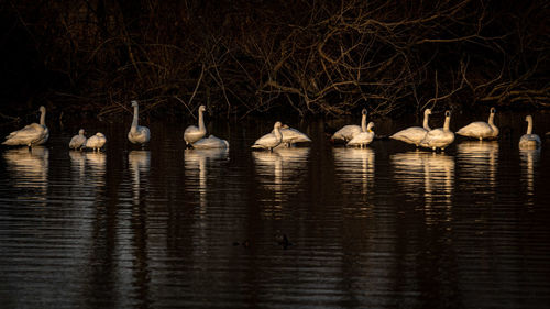 View of swan swimming in lake