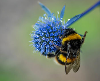 Close-up of bee on purple flower