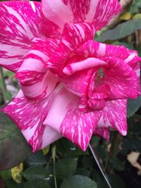 Close-up of wet pink rose flower