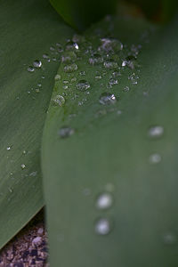 Close-up of raindrops on leaves