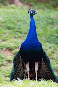 Close-up of peacock