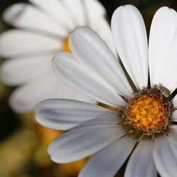 Close-up of white daisy blooming outdoors