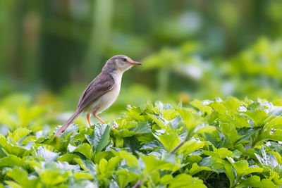 The plain prinia, also known as the plain wren-warbler or white-browed wren-warbler.