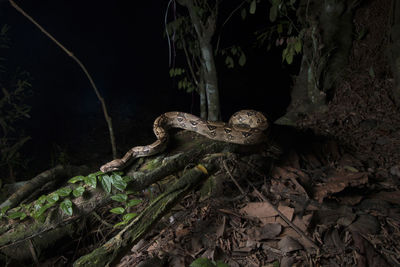 Close-up of an animal on rock at night