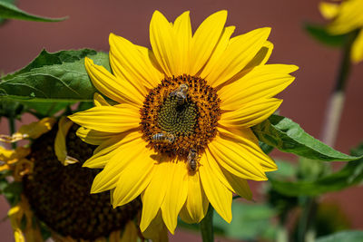 Insect on sunflower