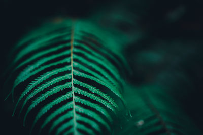 Close-up of fern in forest