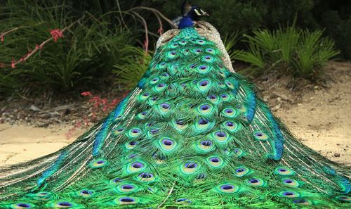 Peacock on field