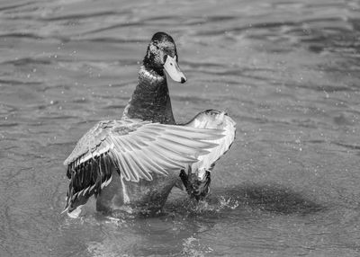 Full length of a duck swimming in water