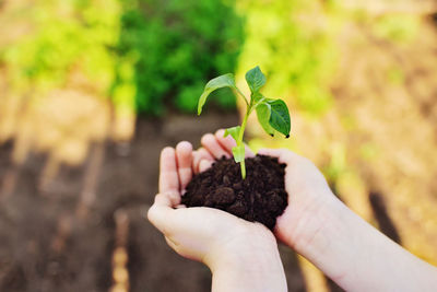 Hands holding a handful of earth with a young green plant seedling . the concept of ecology