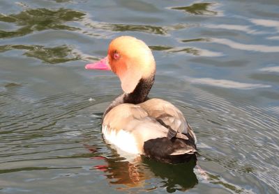 Close-up of duck swimming in lake