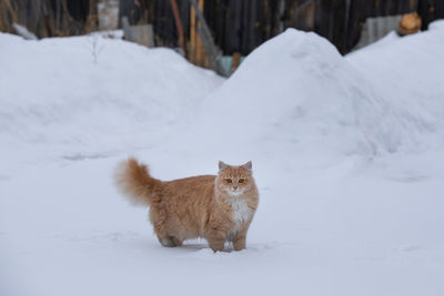 Cat on snow covered field